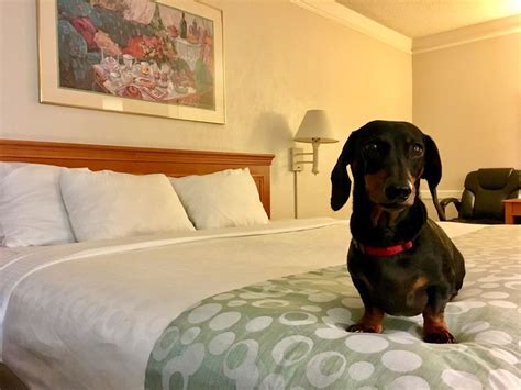 cheap hotels pet friendly